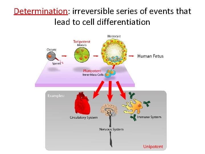 Determination: irreversible series of events that lead to cell differentiation 