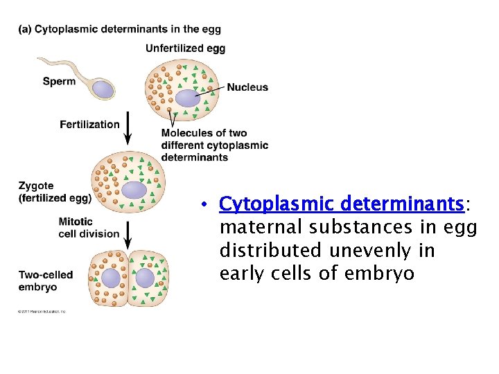  • Cytoplasmic determinants: maternal substances in egg distributed unevenly in early cells of