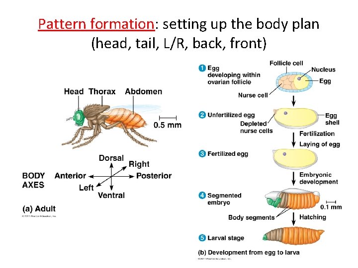 Pattern formation: setting up the body plan (head, tail, L/R, back, front) 