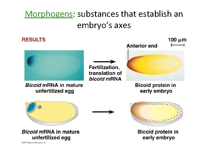 Morphogens: substances that establish an embryo’s axes 