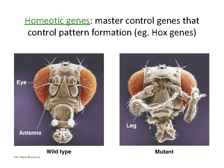 Homeotic genes: master control genes that control pattern formation (eg. Hox genes) 