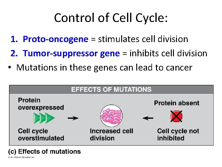 Control of Cell Cycle: 1. Proto-oncogene = stimulates cell division 2. Tumor-suppressor gene =