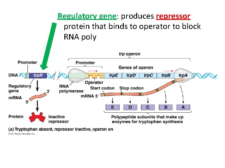 Regulatory gene: gene produces repressor protein that binds to operator to block RNA poly