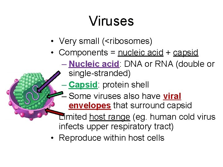 Viruses • Very small (<ribosomes) • Components = nucleic acid + capsid – Nucleic