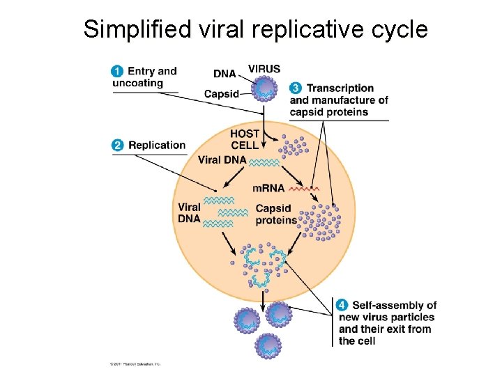 Simplified viral replicative cycle 