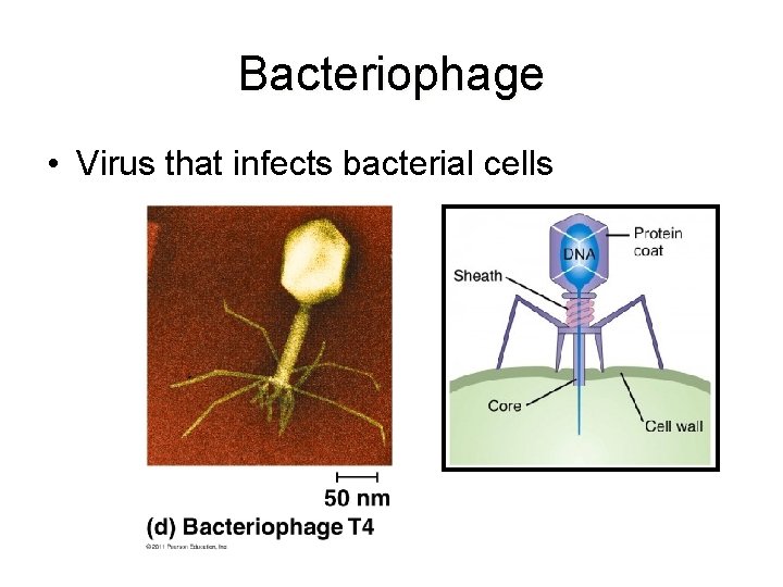 Bacteriophage • Virus that infects bacterial cells 