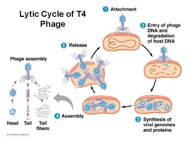 Lytic Cycle of T 4 Phage 