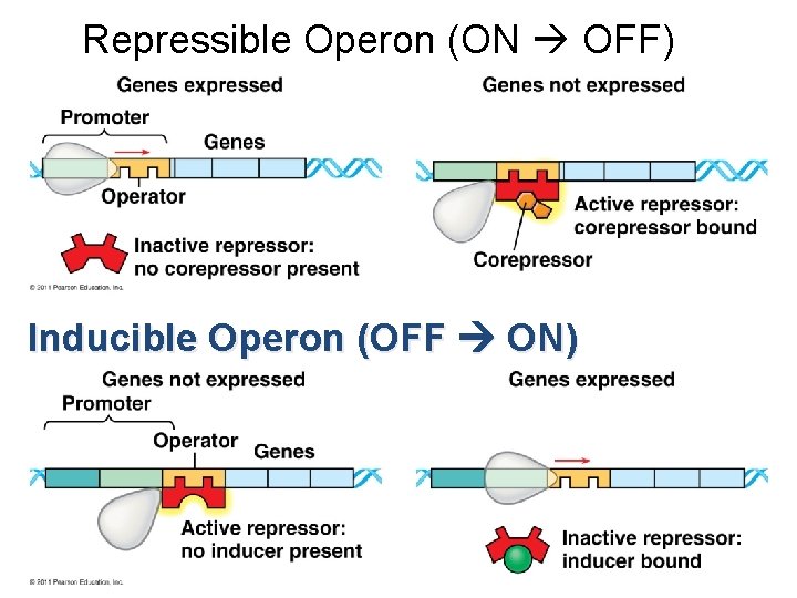 Repressible Operon (ON OFF) Inducible Operon (OFF ON) 