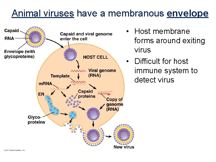 Animal viruses have a membranous envelope • Host membrane forms around exiting virus •