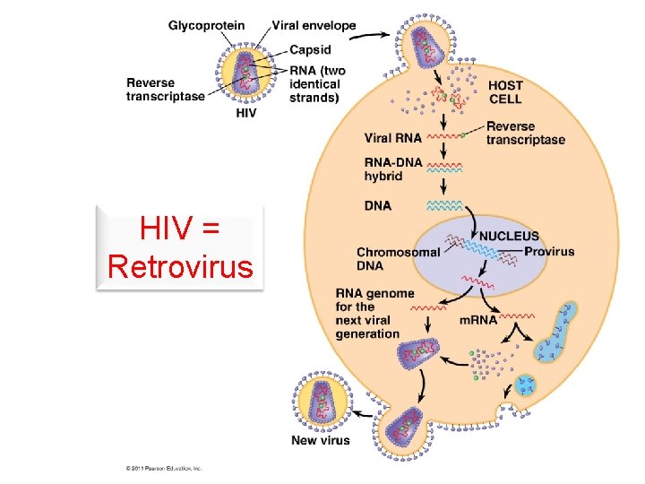 HIV = Retrovirus 