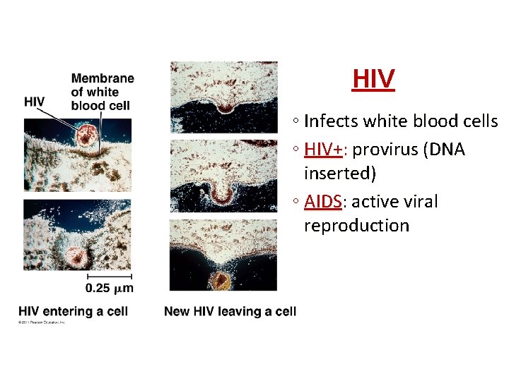 HIV ◦ Infects white blood cells ◦ HIV+: provirus (DNA inserted) ◦ AIDS: active