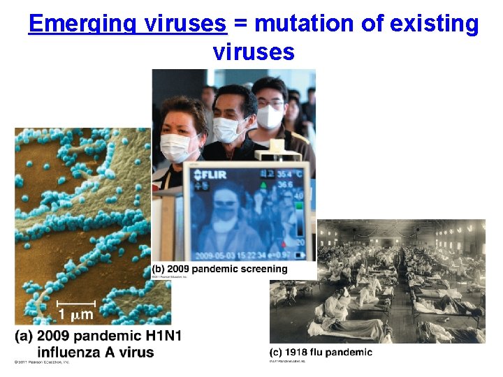 Emerging viruses = mutation of existing viruses 