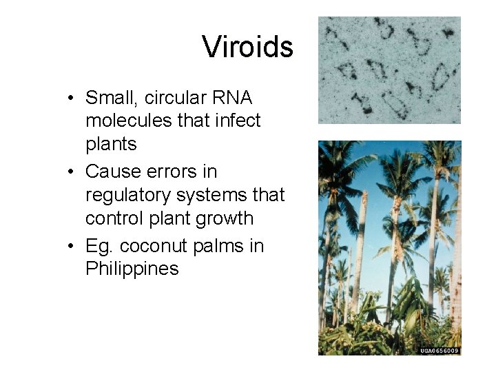 Viroids • Small, circular RNA molecules that infect plants • Cause errors in regulatory