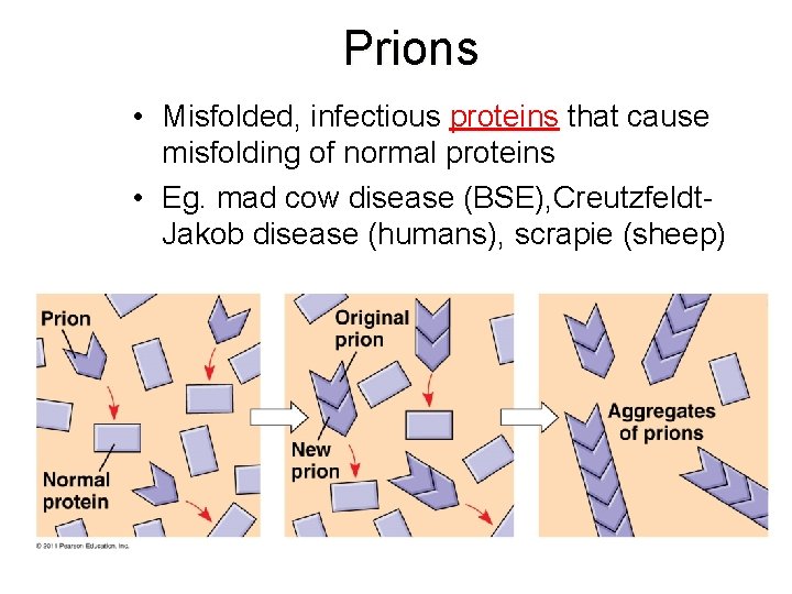 Prions • Misfolded, infectious proteins that cause misfolding of normal proteins • Eg. mad