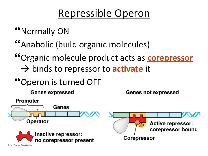 Repressible Operon Normally ON Anabolic (build organic molecules) Organic molecule product acts as corepressor
