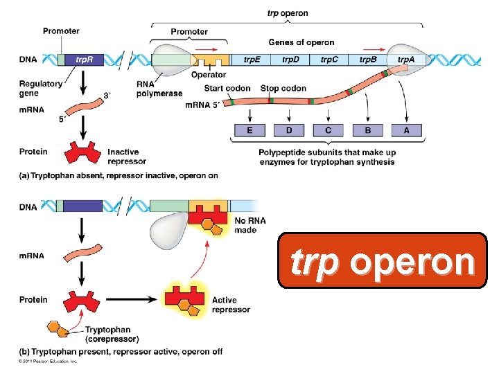 trp operon 