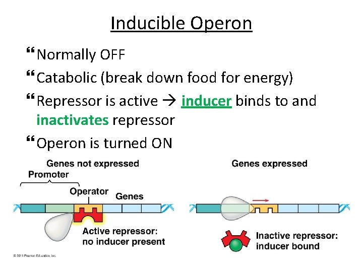 Inducible Operon Normally OFF Catabolic (break down food for energy) Repressor is active inducer