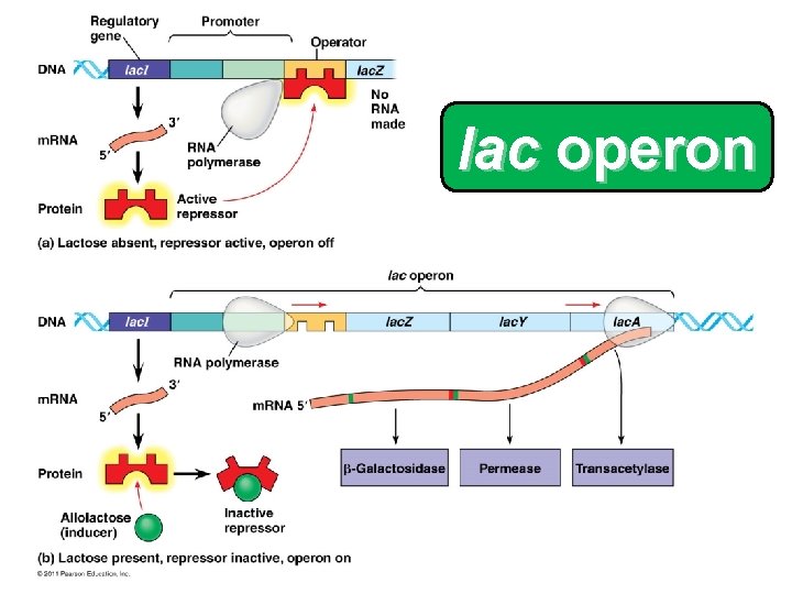 lac operon 