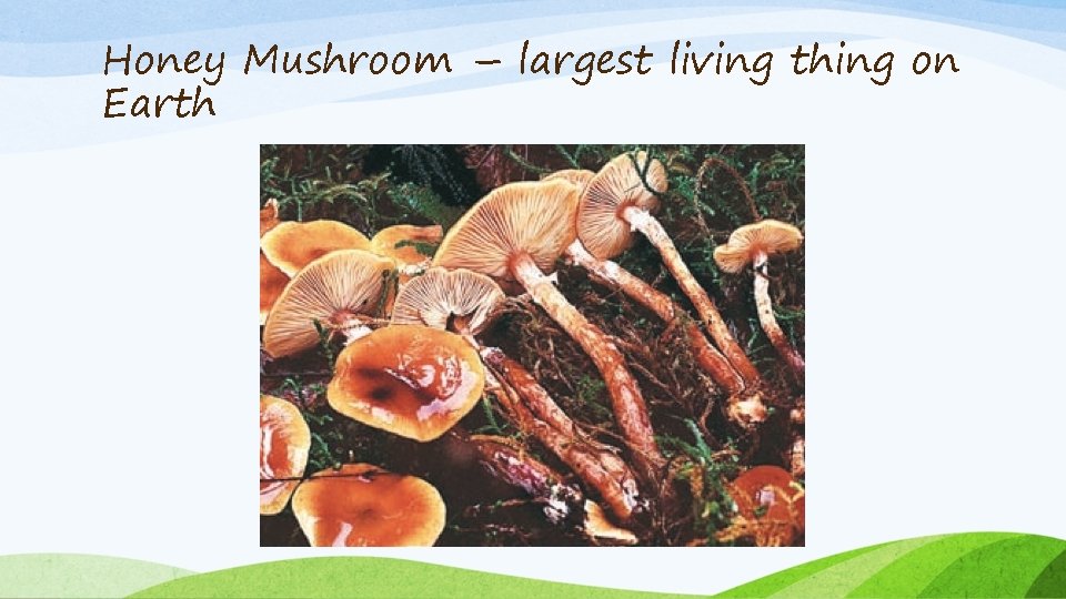 Honey Mushroom – largest living thing on Earth 