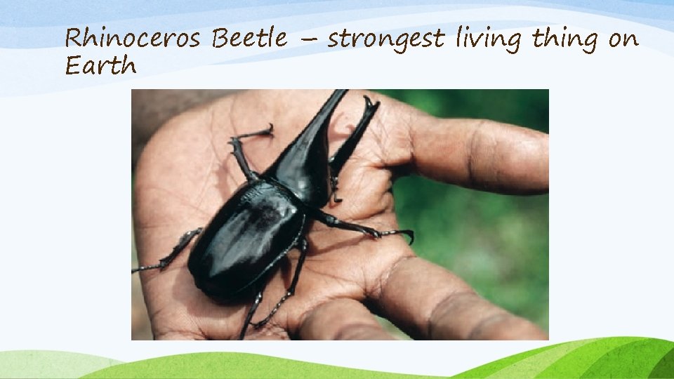 Rhinoceros Beetle – strongest living thing on Earth 