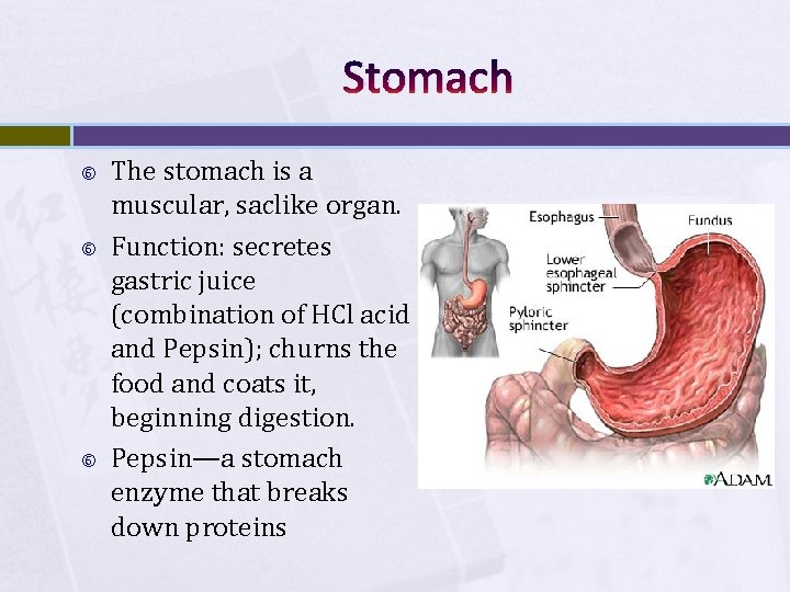 Stomach The stomach is a muscular, saclike organ. Function: secretes gastric juice (combination of