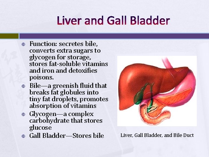 Liver and Gall Bladder Function: secretes bile, converts extra sugars to glycogen for storage,