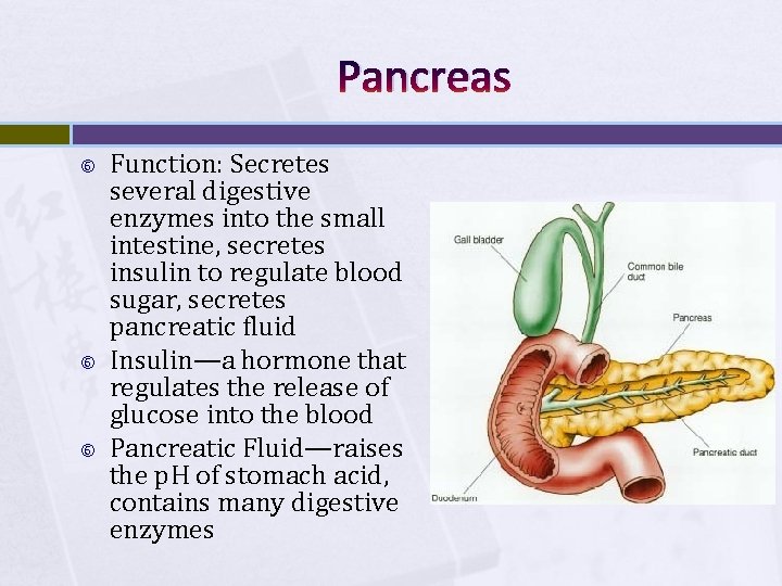 Pancreas Function: Secretes several digestive enzymes into the small intestine, secretes insulin to regulate