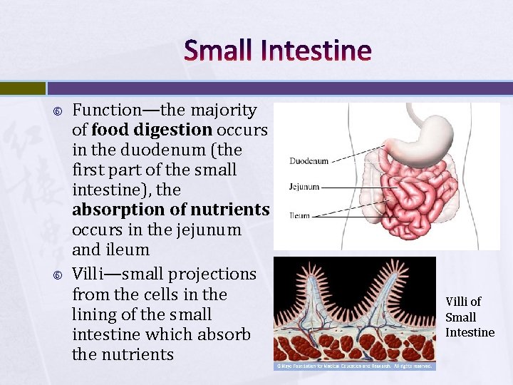 Small Intestine Function—the majority of food digestion occurs in the duodenum (the first part