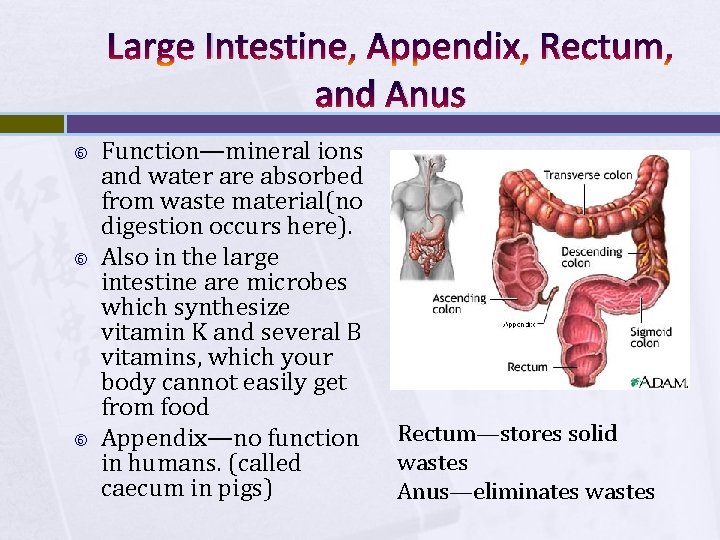 Large Intestine, Appendix, Rectum, and Anus Function—mineral ions and water are absorbed from waste