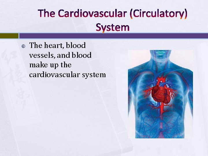 The Cardiovascular (Circulatory) System The heart, blood vessels, and blood make up the cardiovascular