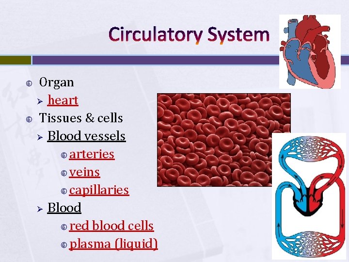 Circulatory System Organ Ø heart Tissues & cells Ø Blood vessels arteries veins capillaries