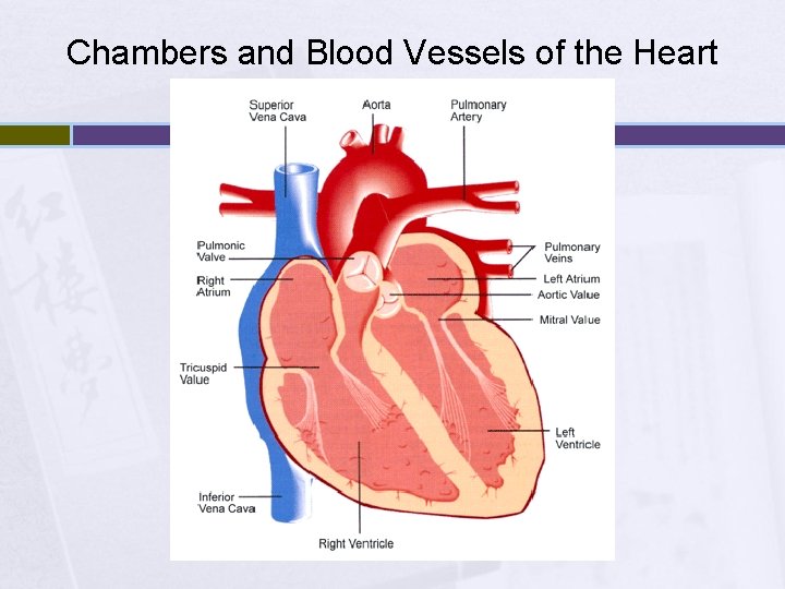 Chambers and Blood Vessels of the Heart 