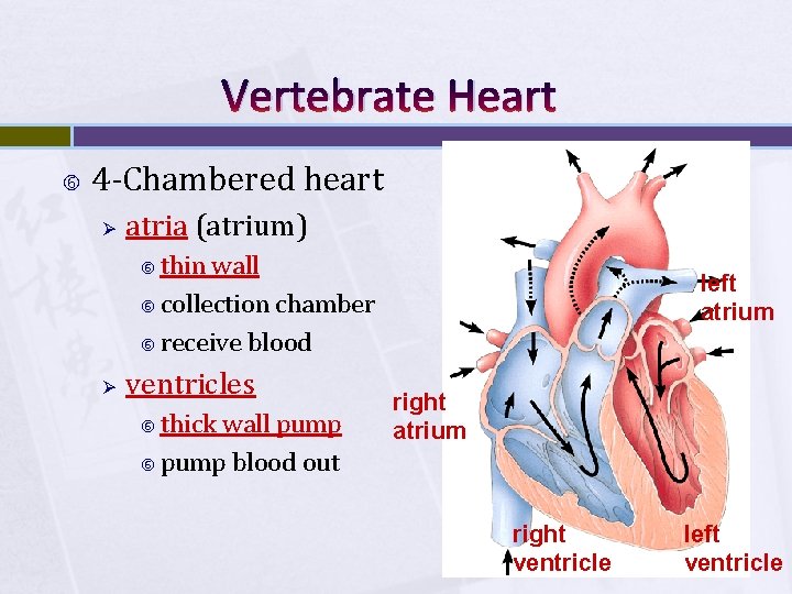 Vertebrate Heart 4 -Chambered heart Ø atria (atrium) thin wall collection chamber receive blood