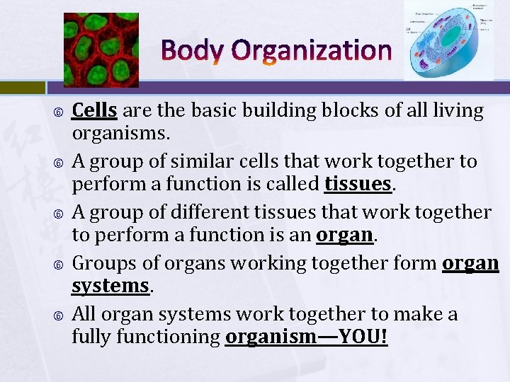 Body Organization Cells are the basic building blocks of all living organisms. A group