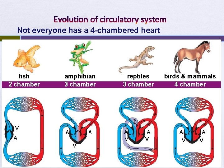 Evolution of circulatory system Not everyone has a 4 -chambered heart fish 2 chamber