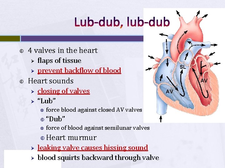 Lub-dub, lub-dub 4 valves in the heart Ø Ø flaps of tissue prevent backflow