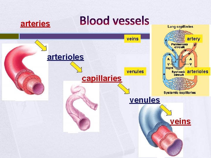 arteries Blood vessels veins artery venules arterioles capillaries venules veins 