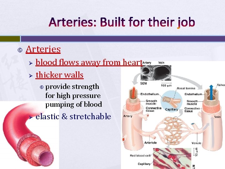 Arteries: Built for their job Arteries Ø Ø blood flows away from heart thicker