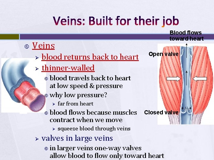 Veins: Built for their job Blood flows toward heart Veins Ø Ø blood returns
