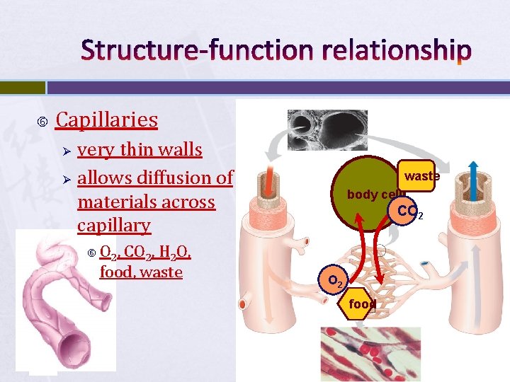 Structure-function relationship Capillaries Ø Ø very thin walls allows diffusion of materials across capillary