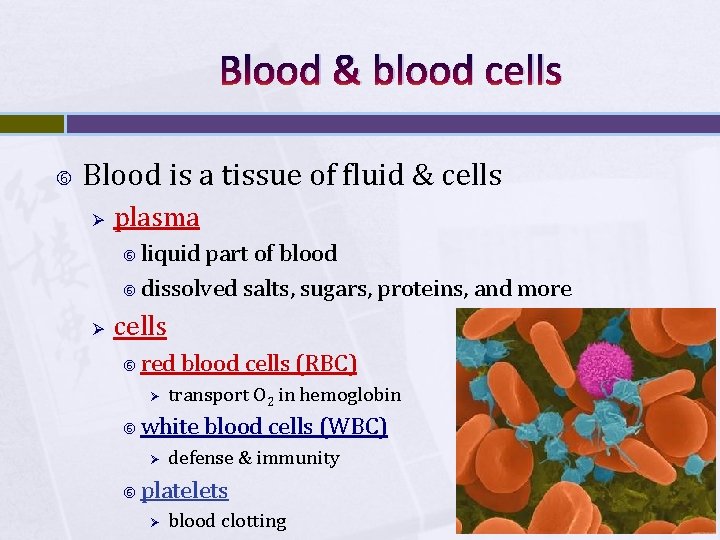 Blood & blood cells Blood is a tissue of fluid & cells Ø plasma