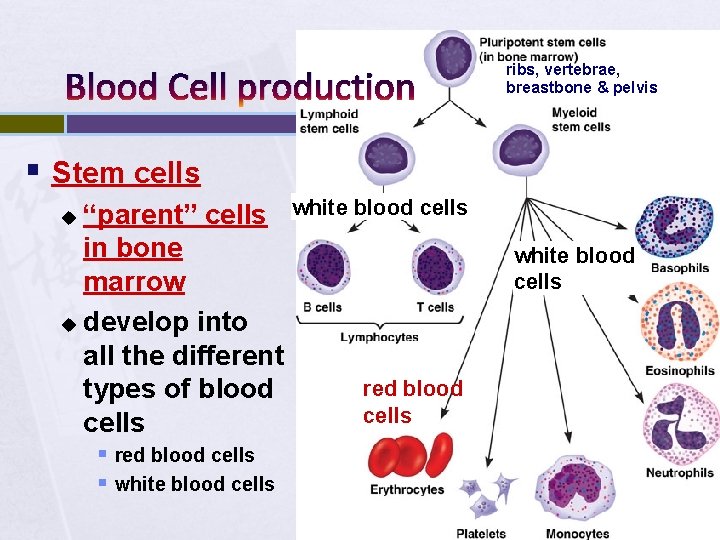 Blood Cell production ribs, vertebrae, breastbone & pelvis § Stem cells “parent” cells white