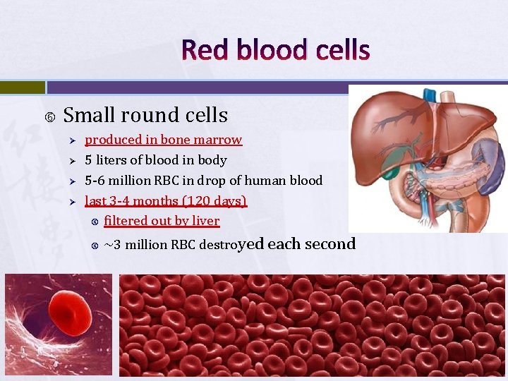 Red blood cells Small round cells Ø Ø produced in bone marrow 5 liters