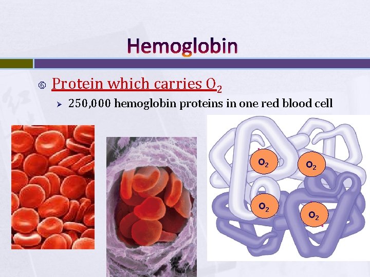 Hemoglobin Protein which carries O 2 Ø 250, 000 hemoglobin proteins in one red