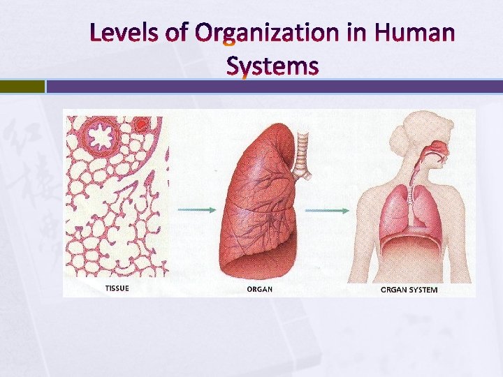 Levels of Organization in Human Systems 