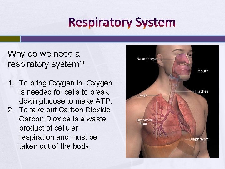 Respiratory System Why do we need a respiratory system? 1. To bring Oxygen in.