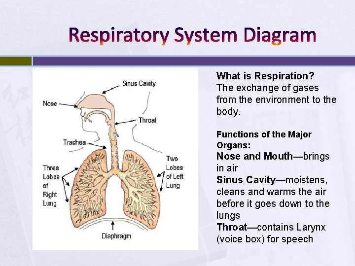 Respiratory System Diagram What is Respiration? The exchange of gases from the environment to