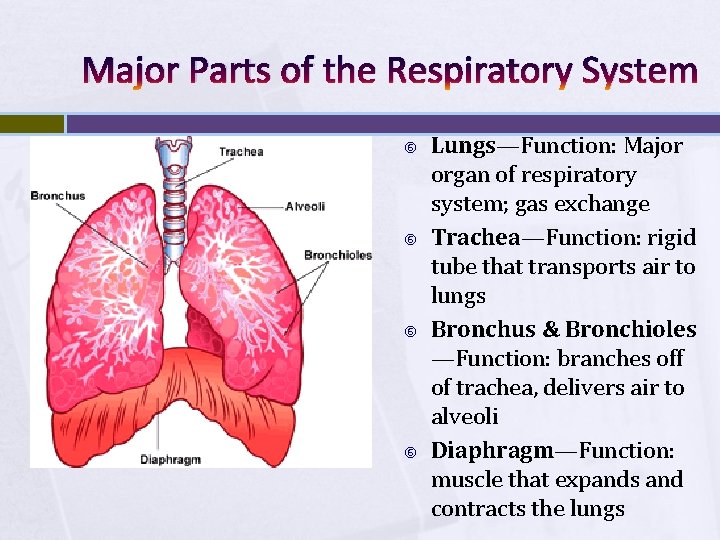 Major Parts of the Respiratory System Lungs—Function: Major organ of respiratory system; gas exchange