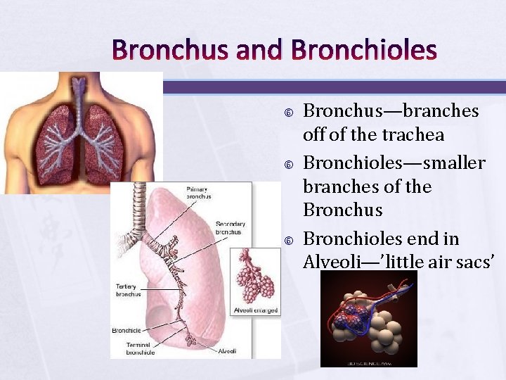Bronchus and Bronchioles Bronchus—branches off of the trachea Bronchioles—smaller branches of the Bronchus Bronchioles