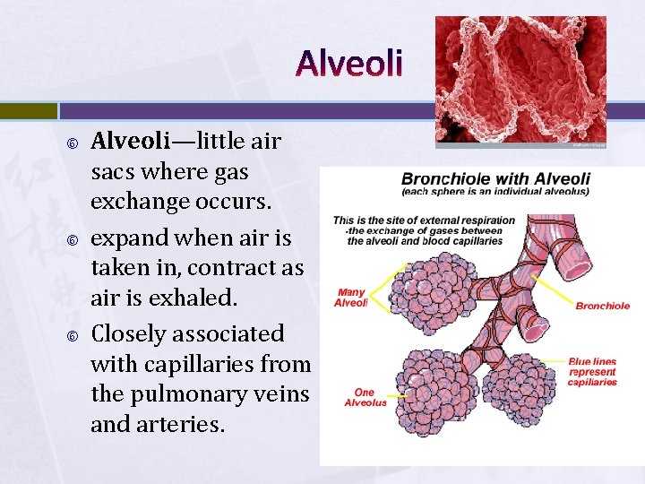 Alveoli Alveoli—little air sacs where gas exchange occurs. expand when air is taken in,